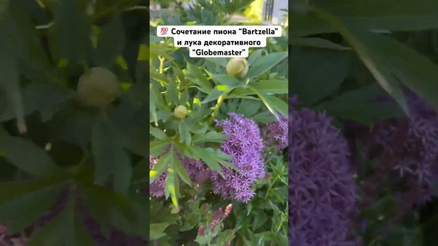 Сочетание пиона Бартзелла и лука декоративного Глоубмастер в @Agrofirmapoisk