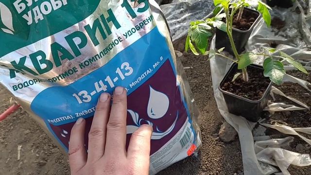 КОРЕНЬ ПРЁТ КАК НА ДРОЖАХ ! смотреть онлайн