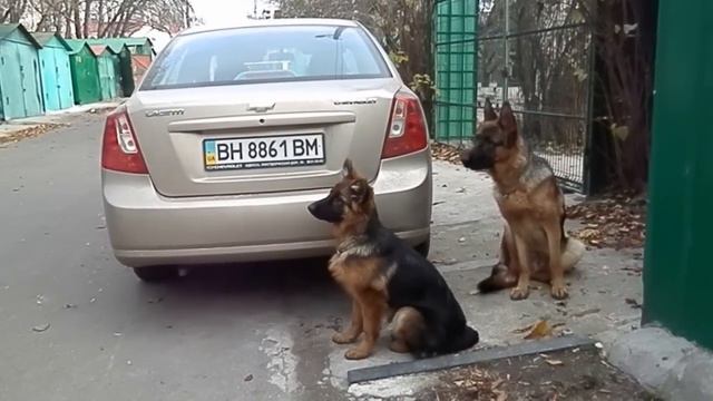 ИДЁМ ГУЛЯТЬ. Немецкие овчарки Скай и Камри. Одесса. смотреть онлайн