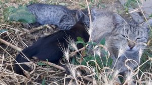 Очень редкая кошка