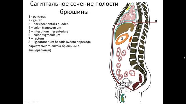 Топография брюшины. Сагиттальное сечение полости брюшины.