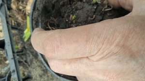 ВЫНУЖДЕННАЯ ПЕРЕСАДКА ПРОСТРЕЛОВ.СТРОЕНИЕ. ЧТО ДЕЛАТЬ НЕ РЕКОМЕНДУЮ!!