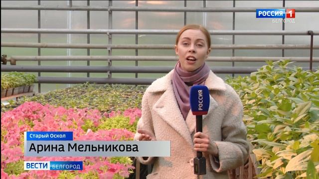 Улицы Старого Оскола украсили около миллиона цветов смотреть онлайн