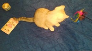 Чем я кормлю котенка  в 2-3 месяца? Что я больше не буду покупать ? ?НУЖНЫ ВАШИ СОВЕТЫ! ?