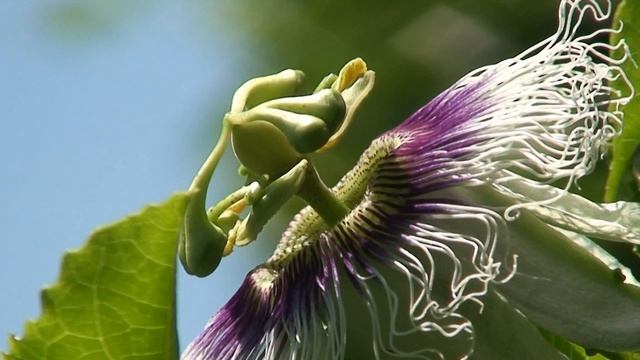 Loco's garden 2 "aristolochia gigantea full of bees" смотреть онлайн