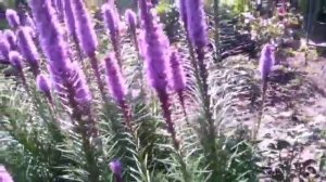 Растение- праздник лиатрис