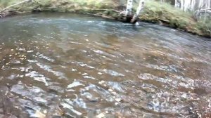 Рыбалка на хариуса! Тайга Бурятии.. Красота.. Начало сентября.