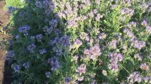 Фацелия - медонос для пчёл