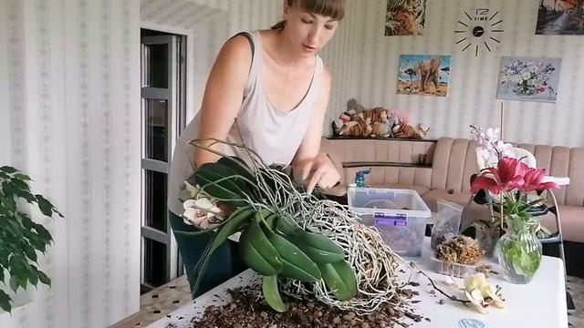???Пересадка орхидеи из горшка 11 литров!!!!!!!!!!!!!!!! смотреть онлайн