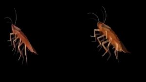 Таракан сергей и его брат таракан саша флексат под татарстан супер гуд