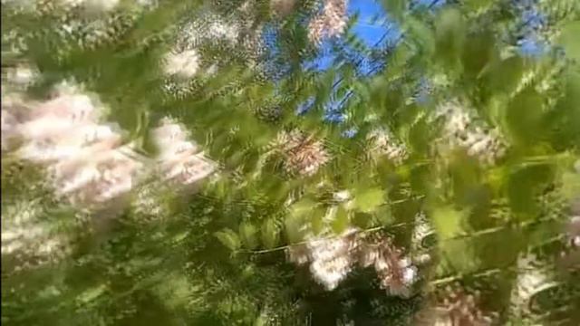 Футаж. Цветущая акация. Природный футаж бесплатно.