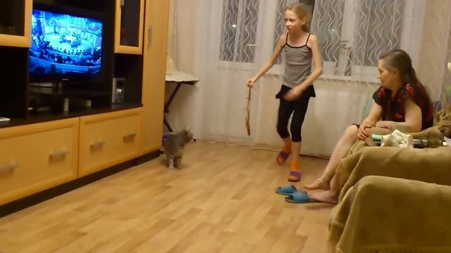 Кот делает сальто