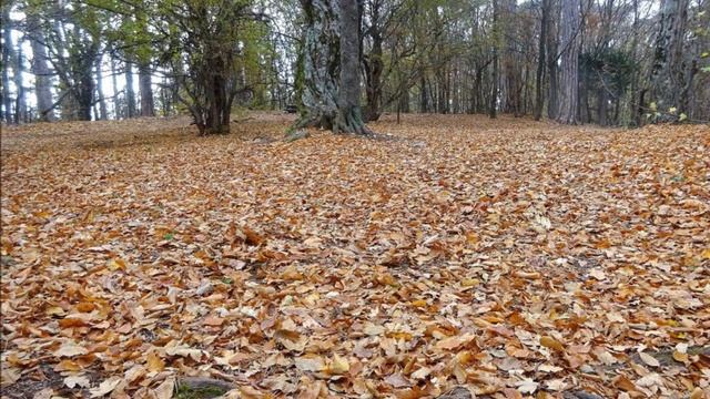 АСТРЫ ОСЕННИЕ... (С. Грей - Н. Харито) - (Фото Е. Алояровой (Краснодар) - Поёт Конст. Плужников).wmv
