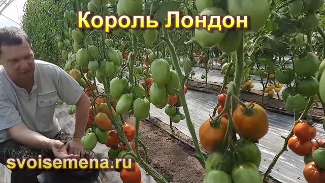 Отличные сорта томатов для огородников. Обзор 2023 года смотреть онлайн