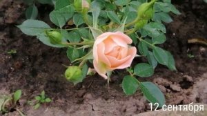 РОЗА СВИТ ДРИМ (Sweet Dream). ОСЕННЕЕ ЦВЕТЕНИЕ 10 - 12 СЕНТЯБРЯ 2021 Г.