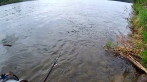 Поймал...☝.Рыбалка на спиннинг на тайменя на реке Бия.