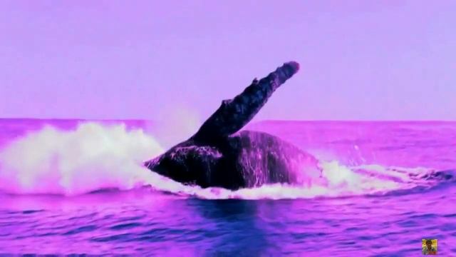 Жан Мишель Жарр Воздушная кукуруза смотреть онлайн