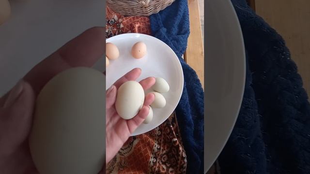 Кто получился при инкубации яиц доминант и какие несёт яйца смотреть онлайн