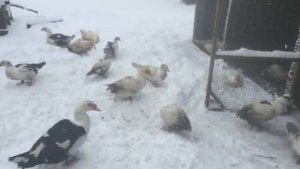 Индоутки зимой