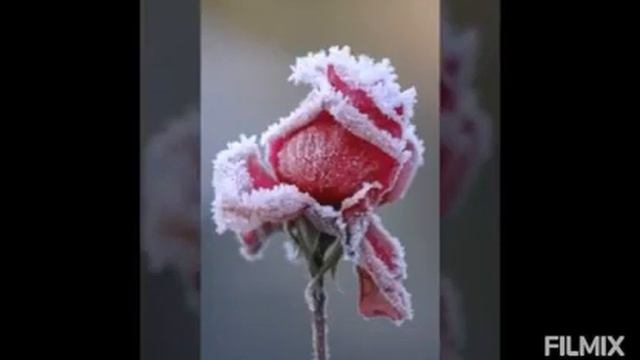 100010727-LP  Приятного вечера моим друзьям (1.34) смотреть онлайн