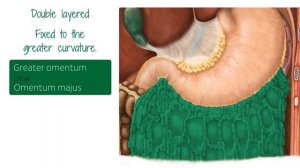 Желудок - Анатомия человека | Kenhub