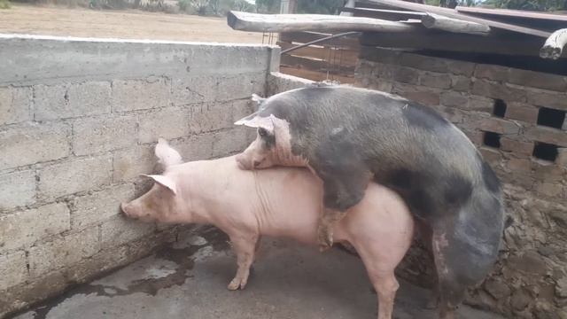 Revisión De Celo Y Monta Natural De Marrana // Cerda F1 En Celo смотреть онлайн