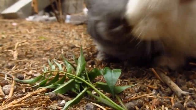 CANON POWERSHOT SX150 is TEST VIDEO смотреть онлайн