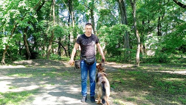 Немецкая овчарка Дрессировка немецкой овчарки Как дрессировать немецкую овчарку Занятие с овчаркой