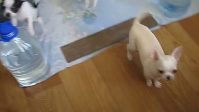 Щенки Чи-Хуа-Хуа в питомнике "Сибирский Старт" (№1) смотреть онлайн