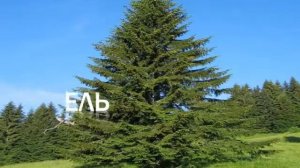 Растительный мир Таганай