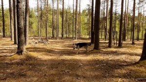 Щен Дар сошел с ума. Видимо, какая-то особая вода попалась