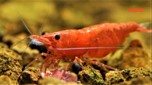 Креветки вишни, черри, размножение, содержание, кормление и совместимость с рыбами в аквариуме. смотреть онлайн