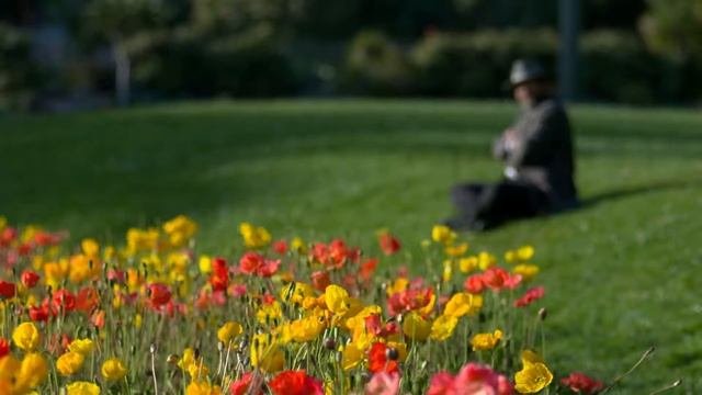 самые красивые цветы в мире,для сада,цветущие все лето