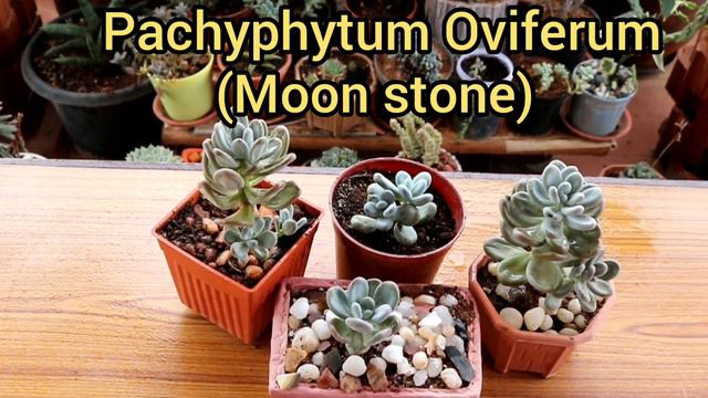 #shemasundar #succulents #succulentspropagation #succulentsforsale #succulentscollectionintamil смотреть онлайн