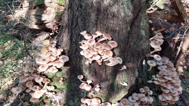 Опята пошли. Тихая охота смотреть онлайн