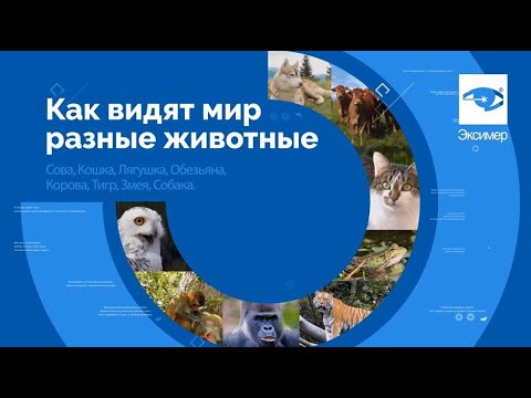 Как видят мир разные животные?