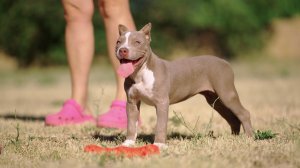 Американский Булли щенок Девочка-3 от Дивы и Кинга