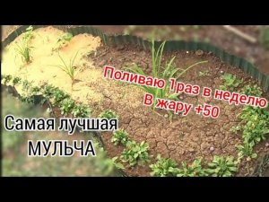 Мульчирую грядки РИСОВОЙ ШЕЛУХОЙ и поливаю 1 раз в неделю.Дачница БЕЗ Опыта