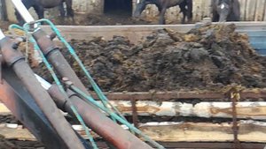 Возим навоз второй день,и небольшой обзор жеребят и ремонт телеги