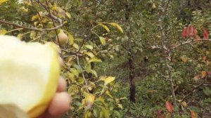 BA-29 карликовый подвой Айвы для Груши на испытательном участке с Р. Исаевым Мичуринск Чать № 3