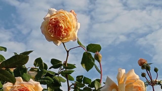 #сад #роза Кроун принцесса Маргарет, май 2022 смотреть онлайн