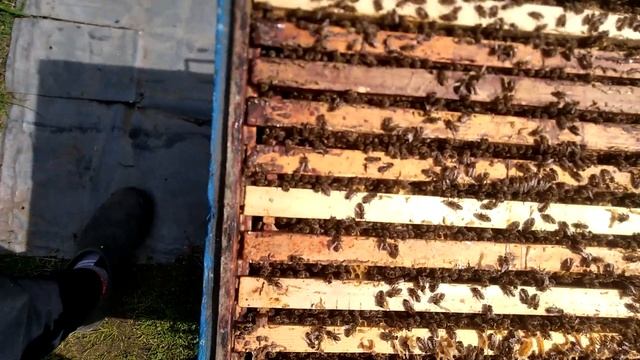 Сбор майского мёда в Подмосковье смотреть онлайн