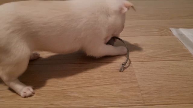 ?щенок ЧИХУА, теряет вес?Что делать?Как взвесить счастье? 06.01 смотреть онлайн