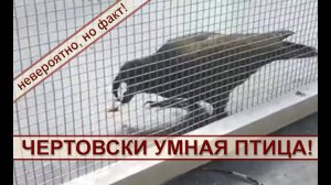 Чертовски умная птица!