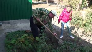 Посадка черешни