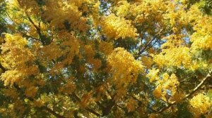 Цветок Мимоза  на самом деле дерево акация!