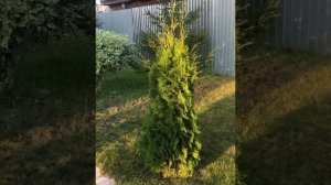Куриные сердечки в тандыре по рецепту от Рината