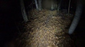 снег с дождем ночью в лесу