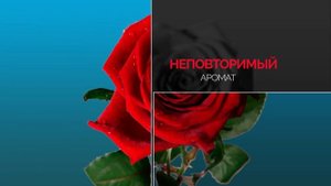 Роза Гранд При (Grand Prix)