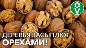 СЕКРЕТ ВЫРАЩИВАНИЯ ГРЕЦКОГО ОРЕХА ИЗ СЕМЯН!